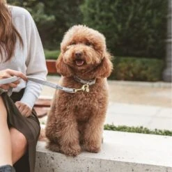 Collar Nomad Tales Calma Piedra Para Perros 26 Collar Nomad Tales Calma Piedra Para Perros -Trixie Tienda De Ventas 326806 326197 nomad tales calma halsband stone 04 2