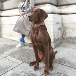 Correa Nomad Tales Bloom Caramelo Para Perros -Trixie Tienda De Ventas 328202 328296 nt bloom leine caramel 0