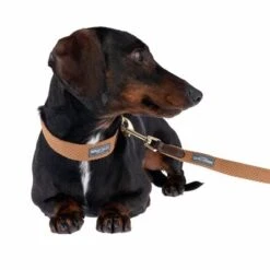 Correa Nomad Tales Bloom Caramelo Para Perros -Trixie Tienda De Ventas 328697 328202 bloom xs fg 7393 5