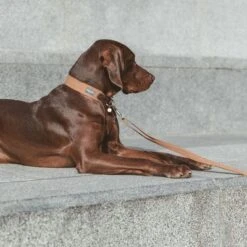 Correa Nomad Tales Bloom Caramelo Para Perros -Trixie Tienda De Ventas 328697 328698 328397 328398 328399 nomad tales bloom halsbaender 02 7