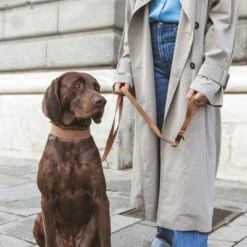 Correa Nomad Tales Bloom Caramelo Para Perros -Trixie Tienda De Ventas 328697 328698 328397 328398 328399 nomad tales bloom halsbaender 04 2