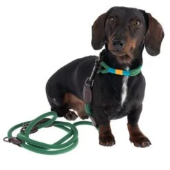 Collar Nomad Tales Spirit Pino Para Perros 31 Collar Nomad Tales Spirit Pino Para Perros -Trixie Tienda De Ventas 328999 329007 spirit xs fg 7757 1