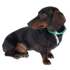 Collar Nomad Tales Spirit Pino Para Perros 19 Collar Nomad Tales Spirit Pino Para Perros -Trixie Tienda De Ventas 328999 spirit xs fg 7737 6