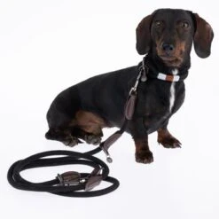 Collar Nomad Tales Spirit ébano Para Perros 27 Collar Nomad Tales Spirit ébano Para Perros -Trixie Tienda De Ventas 329001 329396 spirit xs fg 7728 6