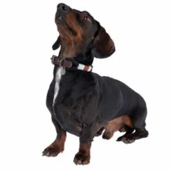 Collar Nomad Tales Spirit ébano Para Perros 18 Collar Nomad Tales Spirit ébano Para Perros -Trixie Tienda De Ventas 329001 spirit xs fg 7711 1