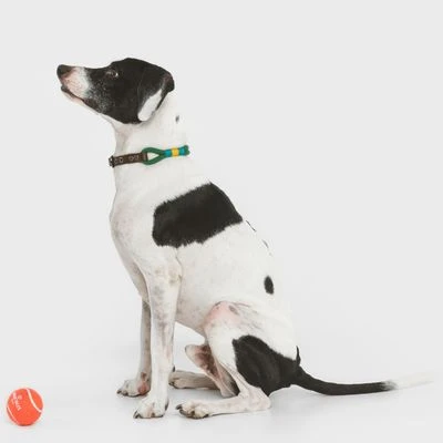 Collar Nomad Tales Spirit Pino Para Perros 5 Collar Nomad Tales Spirit Pino Para Perros - Imagen 5