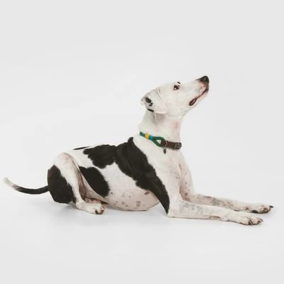 Collar Nomad Tales Spirit Pino Para Perros 2 Collar Nomad Tales Spirit Pino Para Perros - Imagen 2