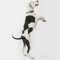 Collar Nomad Tales Spirit Pino Para Perros 28 Collar Nomad Tales Spirit Pino Para Perros -Trixie Tienda De Ventas 329007 nomad tales spirit leinen halsbaender 04 8