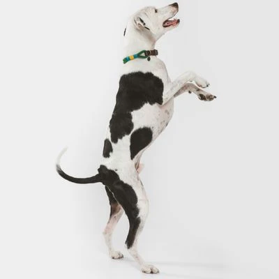 Collar Nomad Tales Spirit Pino Para Perros 13 Collar Nomad Tales Spirit Pino Para Perros - Imagen 13