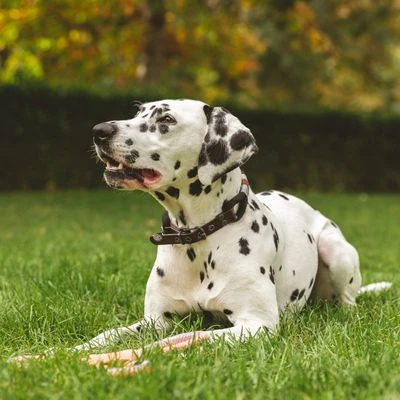 Collar Nomad Tales Spirit ébano Para Perros 2 Collar Nomad Tales Spirit ébano Para Perros - Imagen 2