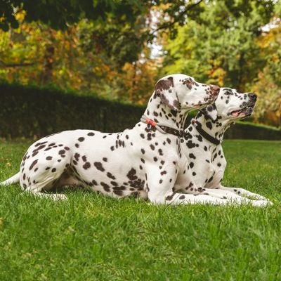 Collar Nomad Tales Spirit Piedra Para Perros 4 Collar Nomad Tales Spirit Piedra Para Perros - Imagen 4