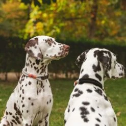 Collar Nomad Tales Spirit ébano Para Perros 22 Collar Nomad Tales Spirit ébano Para Perros -Trixie Tienda De Ventas 329197 nomad tales spirit halsband stone 02 7 1