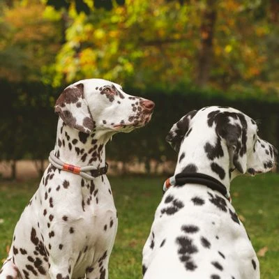 Collar Nomad Tales Spirit ébano Para Perros 8 Collar Nomad Tales Spirit ébano Para Perros - Imagen 8