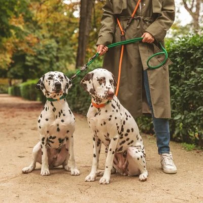 Correa Ajustable Nomad Tales Spirit Pino Para Perros 8 Correa Ajustable Nomad Tales Spirit Pino Para Perros - Imagen 8