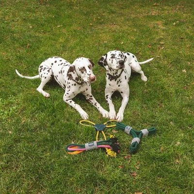 Cuerda Trébol Nomad Tales Spirit Juguete Para Perros 12 Cuerda Trébol Nomad Tales Spirit Juguete Para Perros - Imagen 12