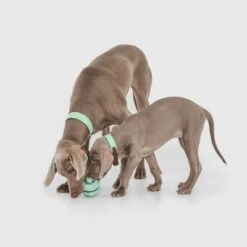 Pelota Portasnacks Nomad Tales Bloom Snack Roller Juguete Para Perros 11 Pelota Portasnacks Nomad Tales Bloom Snack Roller Juguete Para Perros -Trixie Tienda De Ventas 333015 nomad tales snack ball 02 1