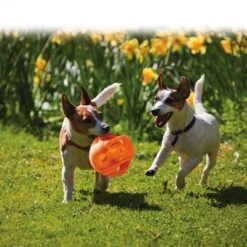 KONG Jumbler Pelota Para Perros -Trixie Tienda De Ventas 439783 kong jumbler im einsatz 1