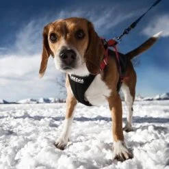 Arnés De Canicross NEEWA Running Rojo Para Perros -Trixie Tienda De Ventas 505648 hs neewa running harness rot hund 4