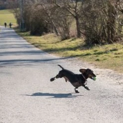 Zapatos Para Perros S & P Boots -Trixie Tienda De Ventas 52149 hundeschuhe xs fg 0890 4