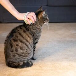 Kooa Cepillo Masajeador Para Gatos 21 Kooa Cepillo Masajeador Para Gatos -Trixie Tienda De Ventas 62207 21 kooa haustierbuerste hpc2208 1000x 5