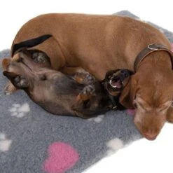 Manta Térmica Isobed Para Perros -Trixie Tienda De Ventas 65084 isobed zooplus dsc3141 2