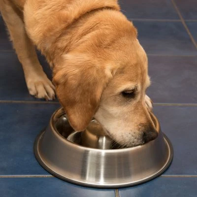 Comedero Antivoracidad De Acero Para Perros 9 Comedero Antivoracidad De Acero Para Perros - Imagen 9