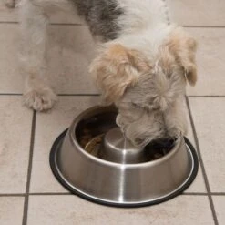 Comedero Antivoracidad De Acero Para Perros 19 Comedero Antivoracidad De Acero Para Perros -Trixie Tienda De Ventas 66523 antischlingnapf fg 0988 4