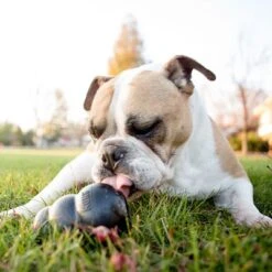 KONG Extreme Juguete Negro Para Perros 18 KONG Extreme Juguete Negro Para Perros -Trixie Tienda De Ventas 74319 kongextremeschwarz hs 05 5