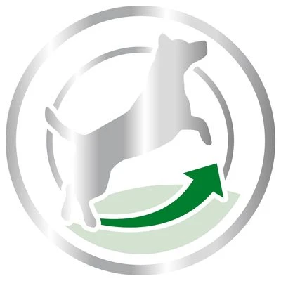 Royal Canin Mini Adult 8+ 4 Royal Canin Mini Adult 8+ - Imagen 4