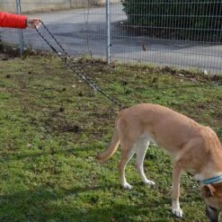 Julius K9 Correa Ajustable Julius-K9 IDC® Cordino Para Perros -Trixie Tienda De Ventas 89698 juliusk9 idcadjustableropeleash hs 13 2