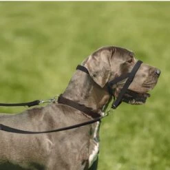 Collar Antitirada HALTI Para Perros 14 Collar Antitirada HALTI Para Perros -Trixie Tienda De Ventas 94507 coa halti kopfhalfter hs 04 3