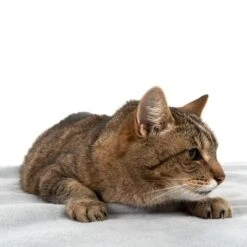 Manta Heim Lavable A Altas Temperaturas Para Mascotas 11 Manta Heim Lavable A Altas Temperaturas Para Mascotas -Trixie Tienda De Ventas 99720 kochfeste decke fg 4330 8