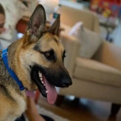 Puerta Extreme Weather Para Mascotas De Petsafe -Trixie Tienda De Ventas petsafe hundeklappe extremeweather hs 03 1