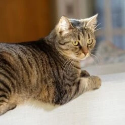 Puerta Extreme Weather Para Mascotas De Petsafe -Trixie Tienda De Ventas petsafe hundeklappe extremeweather hs 03 3