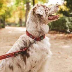 Correa Nomad Tales Blush Vino Para Perros -Trixie Tienda De Ventas v325600 325601 nomadtales blush hundeleine rose hs 09 2