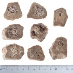 Pack Ahorro 4 X Wolf Of Wilderness RAW Snacks Liofilizados Premium 27 Pack Ahorro 4 X Wolf Of Wilderness RAW Snacks Liofilizados Premium -Trixie Tienda De Ventas wow raw duck necks fg 5433 2